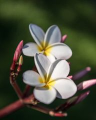 Plumeria - the national flower of Laos