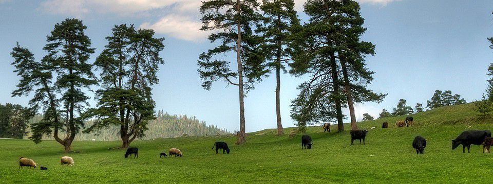 Поляна в Родопите със стадо овце и крави