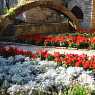 Garden in Balchik