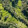 Rice terraces