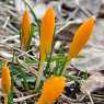 Crocus