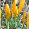 Crocus