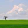 Single tree in the field