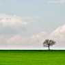 Single tree in the field