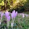 Crocuses in September