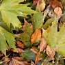 Dry autumn leaves in the forest