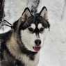 Husky in the snow