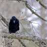 Raven on the tree