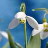 Snowdrops