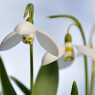 Snowdrops