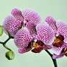 Orchid