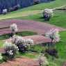 Spring fields near the Rhodope villages