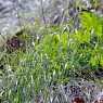 Raindrops on grass