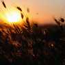 Sunset in the fields near Pazardjik