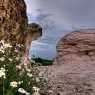 Stone mushrooms