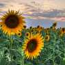 Sunflowers near Plovdiv