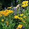 Beautiful flowers in St.James Park