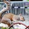 Squirrel in St.James Park