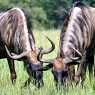 Антилопи в сафари парк “Уобърн”