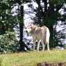 DSC_21712.jpg