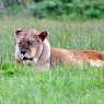 Lioness in Woburn Safari Park