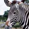 Zebras in Woburn Safari Park