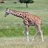 Giraffes in Woburn Safari Park