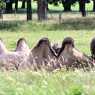 Камили в сафари парк “Уобърн”