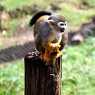 Squirrel monkeys