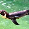 Пингвин в сафари парк “Уобърн”