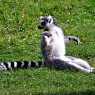 Lemur in Woburn Safari Park