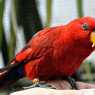 Parrot in Woburn Safari Park