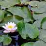 Water Lilies