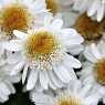 Beautiful flowers in Woburn