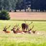 Deers in Woburn Safari Park