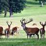 Deers in Woburn Safari Park