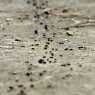 Пътят на мравките