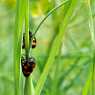 Bugs