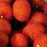 Exotic fruits from Morocco