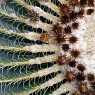 Cactus in the Majorelle Garden - Marrakech