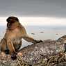 Barbary Macaque at the rock of Gibraltar