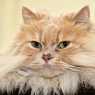 Alexander The Cat