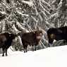 Buffaloes in Starina near Yondola