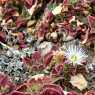Interesting wildflowers in Gran Canaria