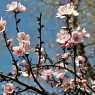 Spring blossom in Madrid