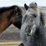 Horses somewhere in Iceland