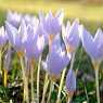 Autumn crocuses