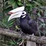 Hornbill