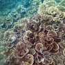 Coral reefs