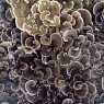 Coral reefs
